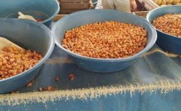 Kütahya’da tohumluk kuru soğanın fiyatı tıpkı kaldı