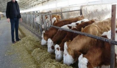 Yozgat’ta ineklere klasik müzik dinletip süt randımanını artırdı